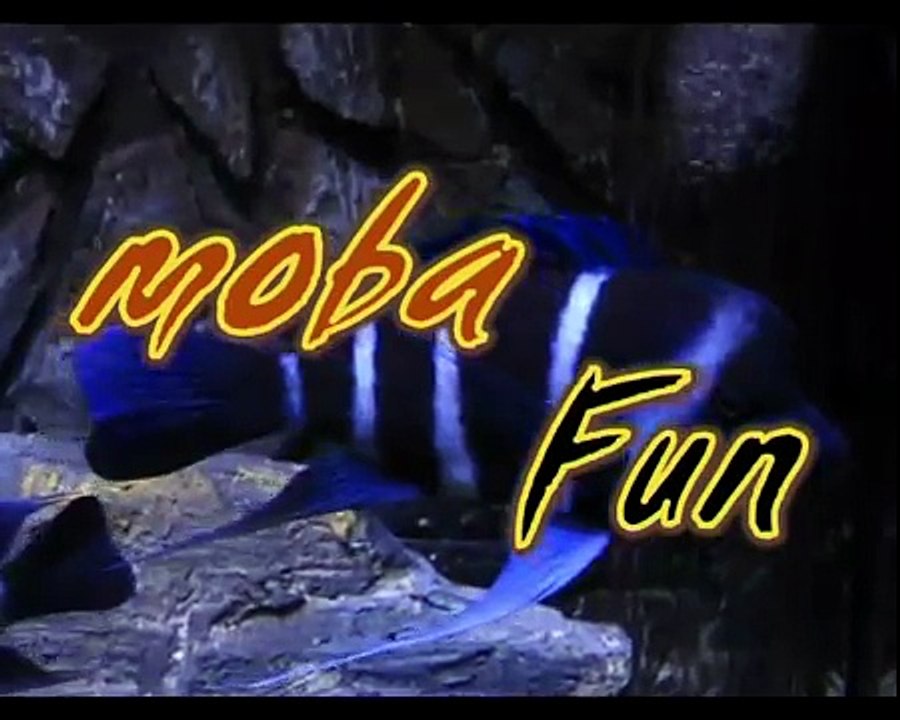 C.frontosa blue zaire kitumba