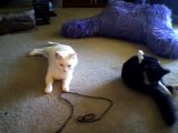 tuxedo maine coon kitten and white DSH playing