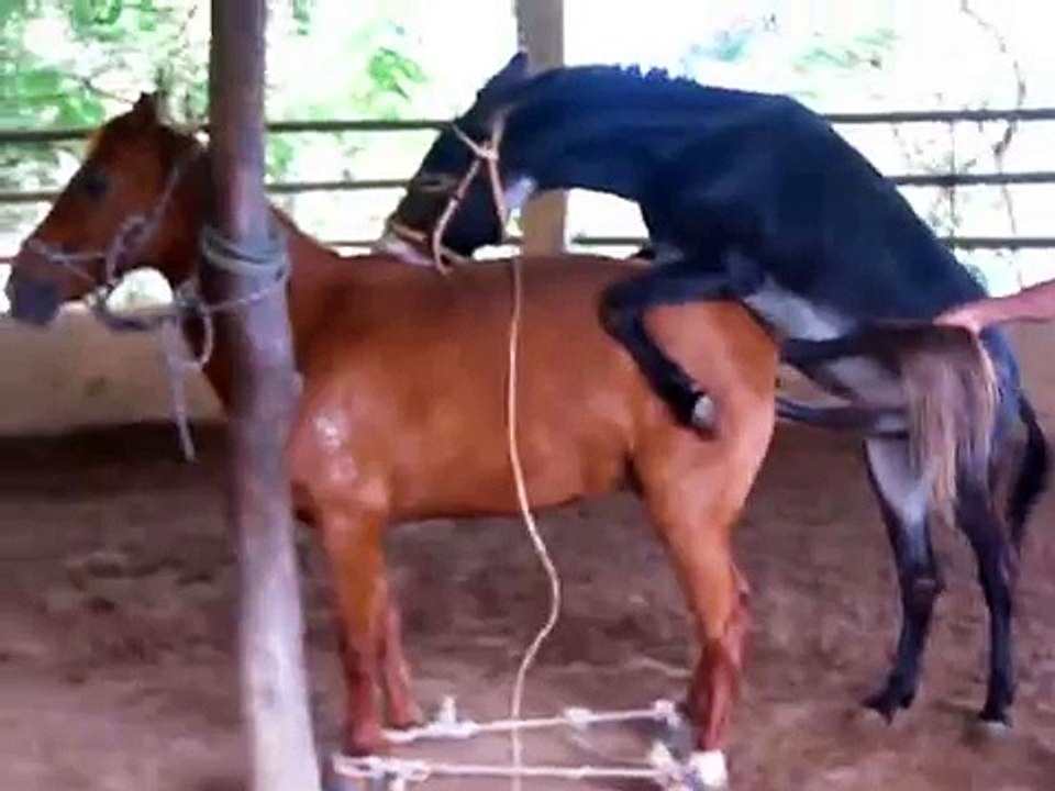 Burro fino