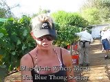 Blue-Merle Winery Meets The Blue Thong Society