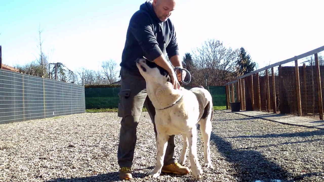 CANI DA GUARDIA -  PASTORE DELL'ASIA CENTRALE - I GUARDIANI DEL NAVIGLIO