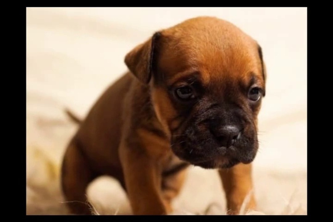 Pet Longevity Secrets Review | Download Pet Longevity Secrets