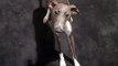 funny italian greyhound skippy in trouble