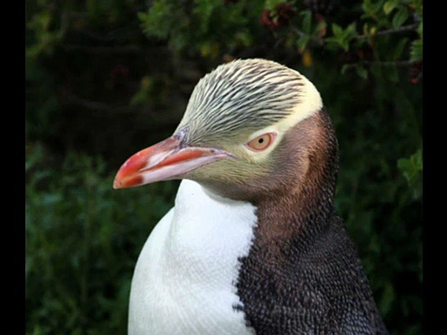 ⁣Endangered Penguins