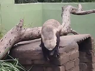 African Honey Badgers - Worlds coolest animal