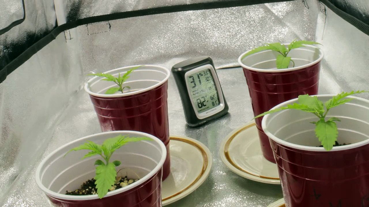Marijuana Growth Timelapse