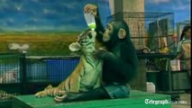 Chimpanzee bottle feeds tiger cubs at Thai zoo