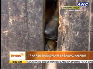 77 dogs saved from slaughterhouse