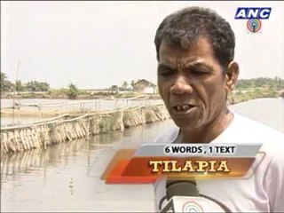 Tilapia named 'Gloria' considered pests
