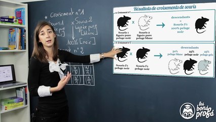 Résoudre rapidement un exercice de génétique - SVT - Les Bons Profs