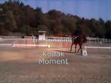 Kodak Moment -horse Dressage,XCountry,Jumping