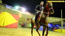 مدرب الخيول العربية - محمود البراجيلي