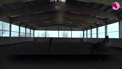 Pferd lernt steigen auf Kommando