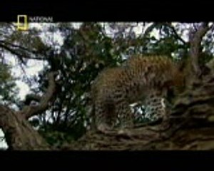 İlginç Bir Dostluk...Leopar ve Babun Yavrusu