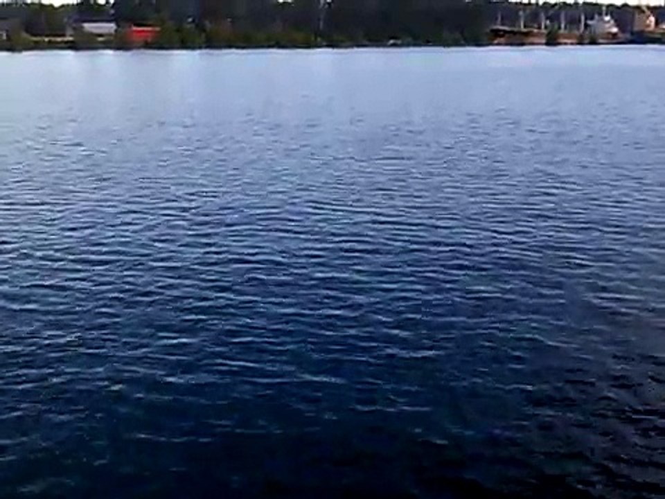 Sockeye jumping at New Westminster quay at Fraser river, British Columbia