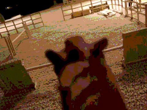 .:Champion Hills Stables:. Riding Lesson :)