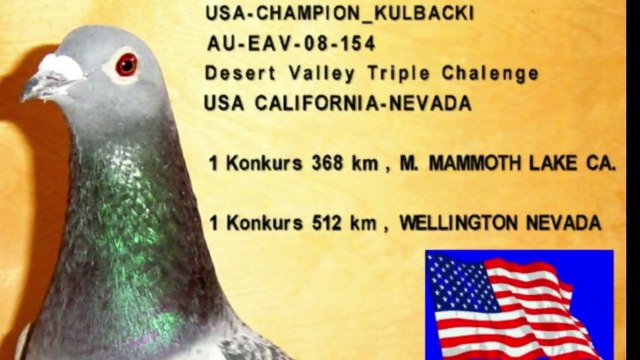 BREED PIGEONS KULBACKI , HODOWLA KULBACKI, RASSE KULBACKI, Kulbacki.de ( WELCOME)