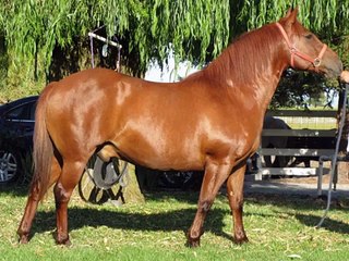 Ponies for sale  Northern California