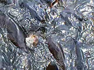 Pymatuning Spillway: Feed The Fishes!