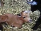 One Day Old Goat Triplets