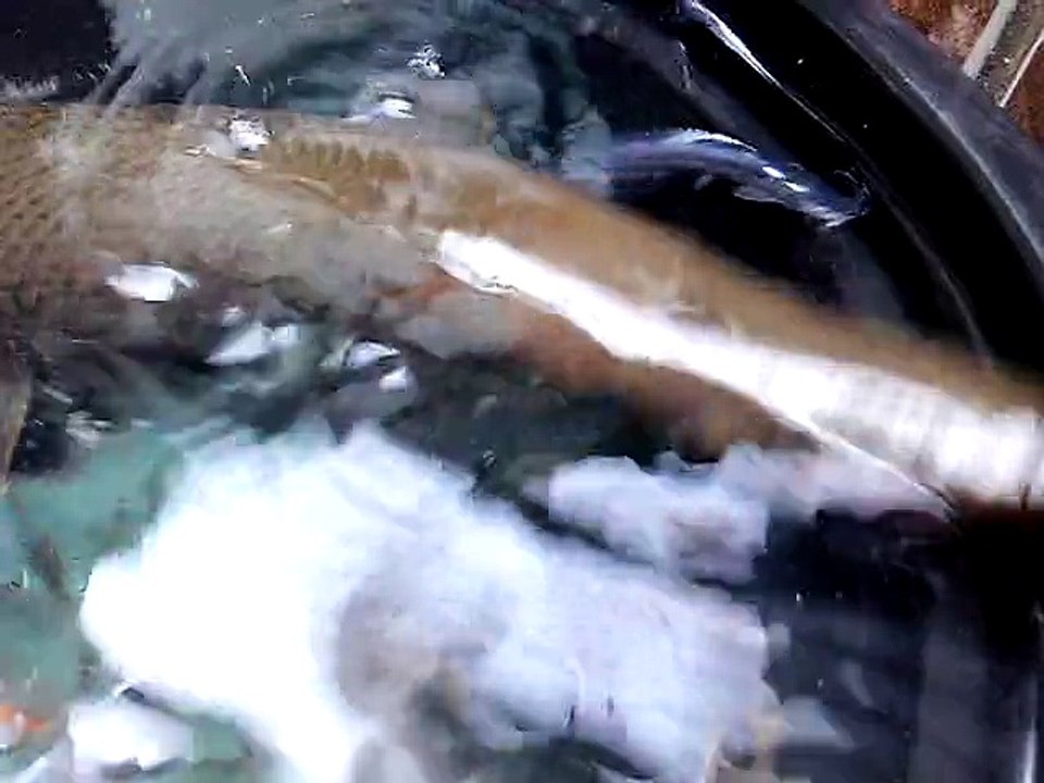 ikan aligator SPATULA