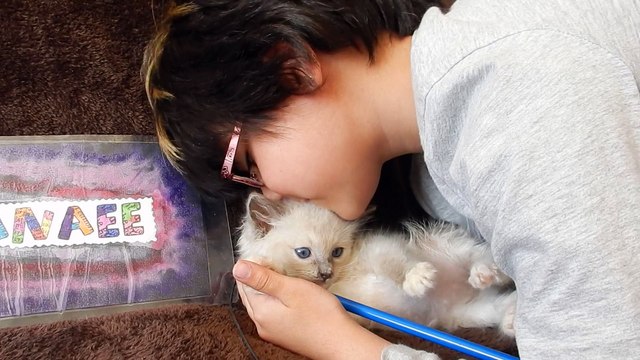 Petits bisous à LOUKI, chaton ragdoll de 8 semaines