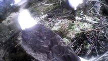 Humboldt Bay Eagles,both parents on nest,fish is still alive lol,2/25/13