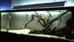 Wild Wood Roots Fish Tank (Central and South American Cichlids )