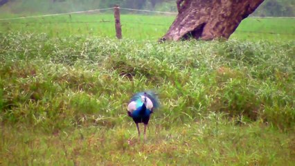 Peacocks In The Wild