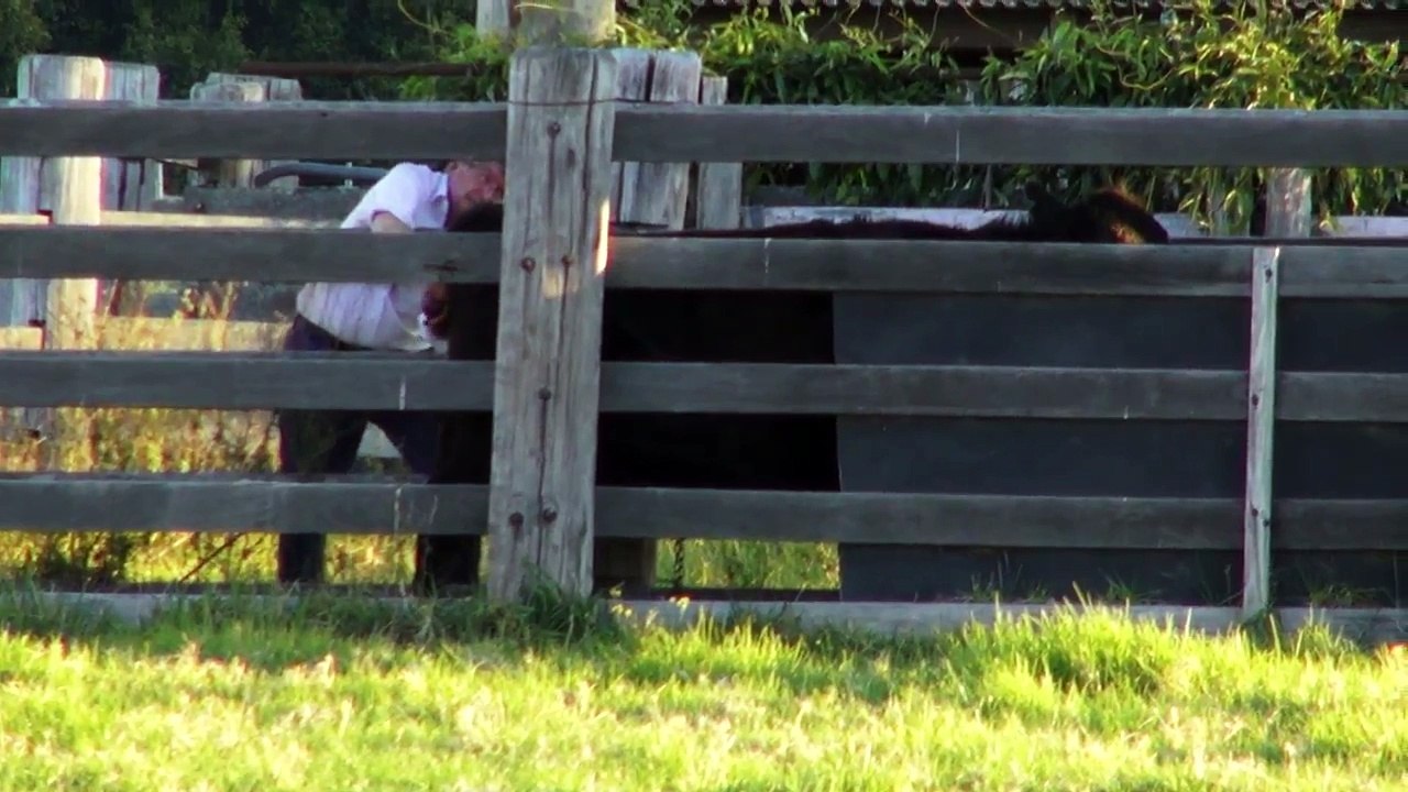 Pulling the cow