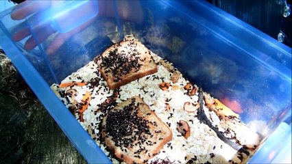 gorgojos chino y su coleotoxina ayudan a curar diabetes y muchos males mas