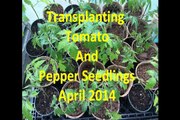 Transplanting Tomato & Pepper Plants Vegetable Garden April 2014