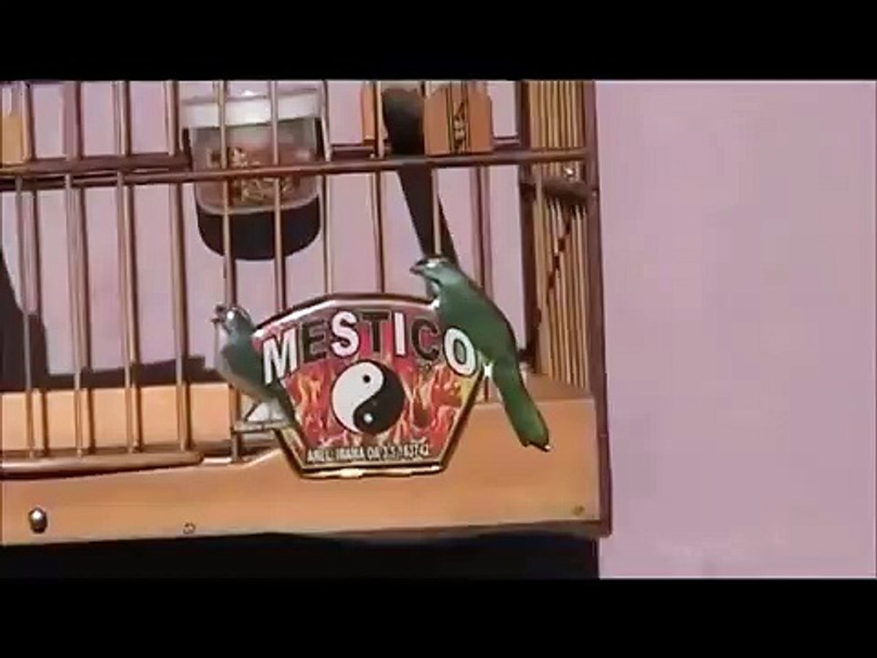 Trinca Ferro MESTIÇO 40 cantos no minuto 3 notas e Boi