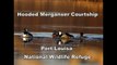 Hooded Merganser Courtship at Port Louisa National Wildlife Refuge.mpg