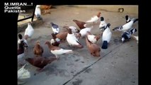 Fancy pigeons