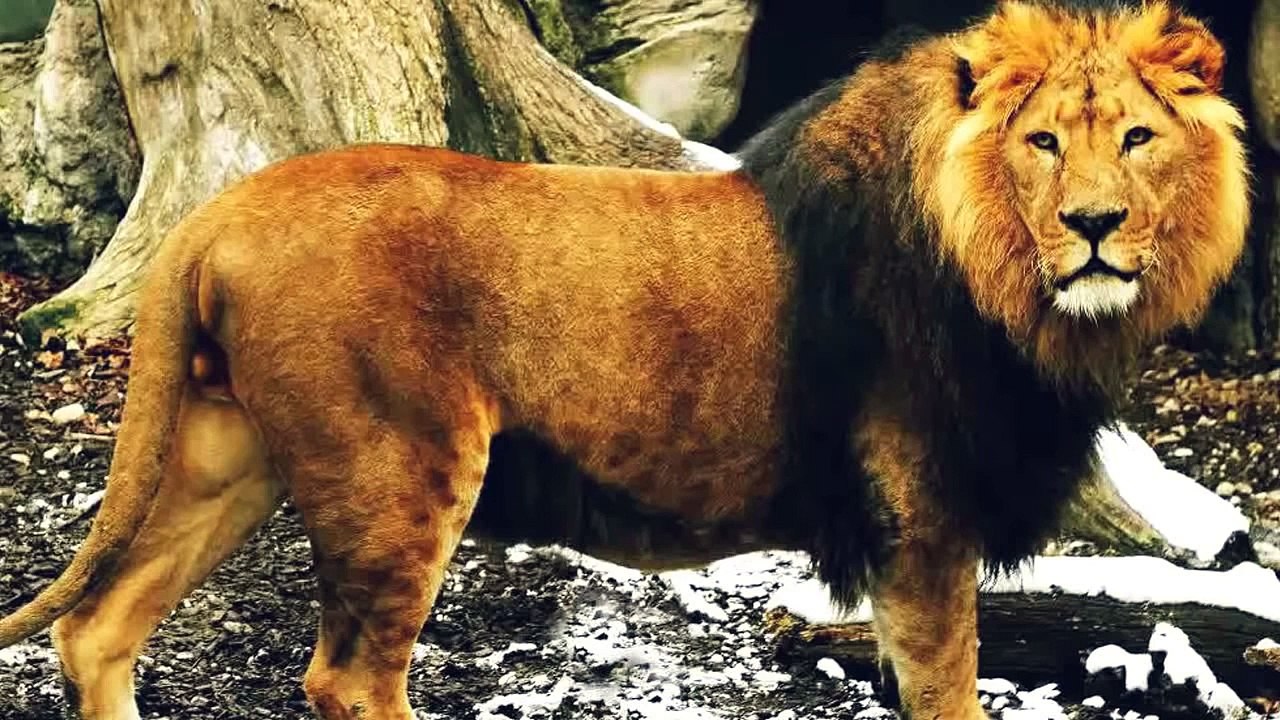 lions roar - sound effect - video Dailymotion