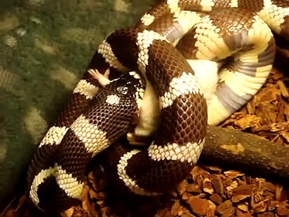 oreo eating father