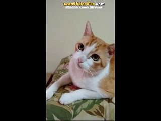 Sahibine Eşlik Eden Kedi