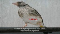 Kicau Burung Sanger Cocok Buat Masteran Burung Kicau Mania