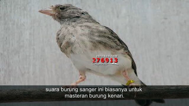 Kicau Burung Sanger Cocok Buat Masteran Burung Kicau Mania