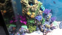 My 60 gallon african cichlid aquarium tank setup
