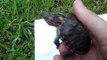 red ear slider turtle care