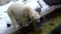 Polar Bear Yoghi and Giovanna and the super large grey plastic barrel - Munich Zoo