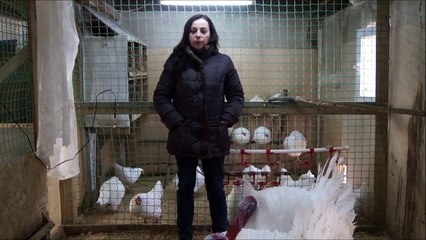 Болезни кур. Лечить или рубить?