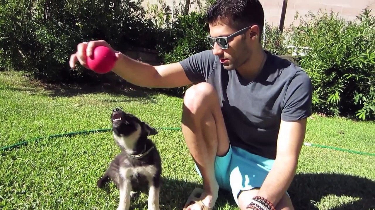 DOBBY DOBBY DOBBY! - Sep 28