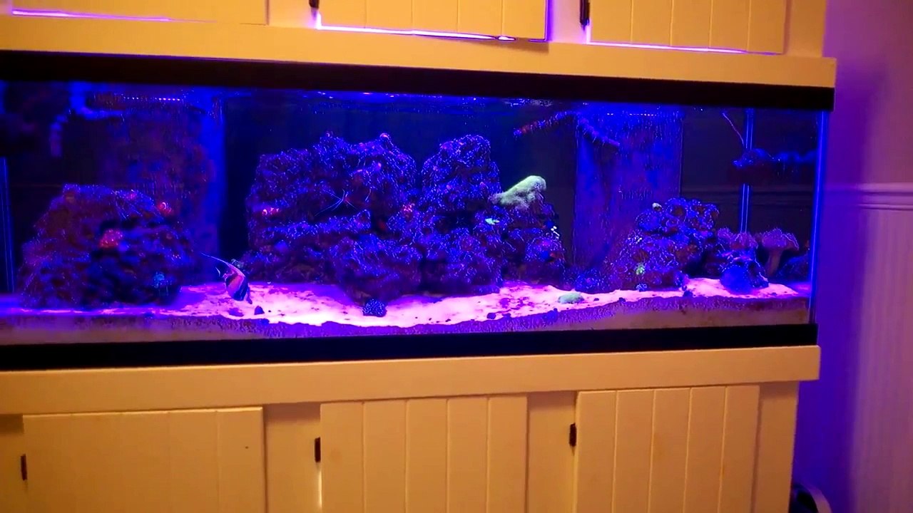 Acuario de cuarentena