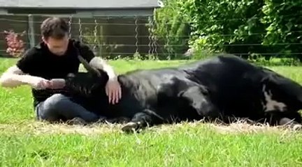 Touro Bravo é salvo e cria amizade linda!