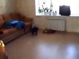 Bu Kedi Resmen İki Ayak Üstünde Yürüyor.OoOw - YouTube