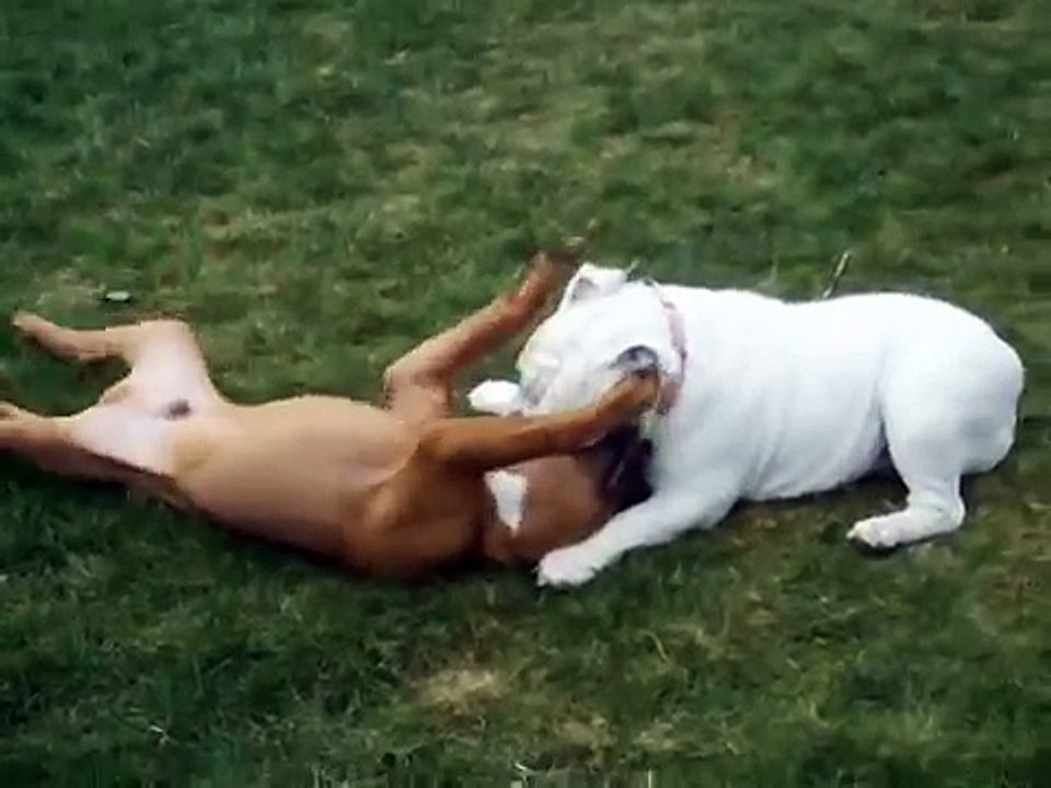 PIT BULL VS BULLDOG