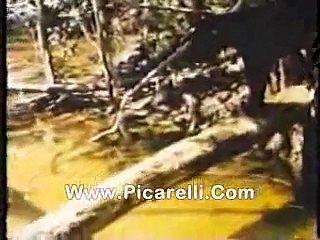 Onça caçando Pirarucu